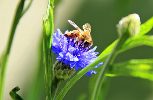 Teure Bienenwachstücher? Warum kosten Bienenwachstücher "so viel"?